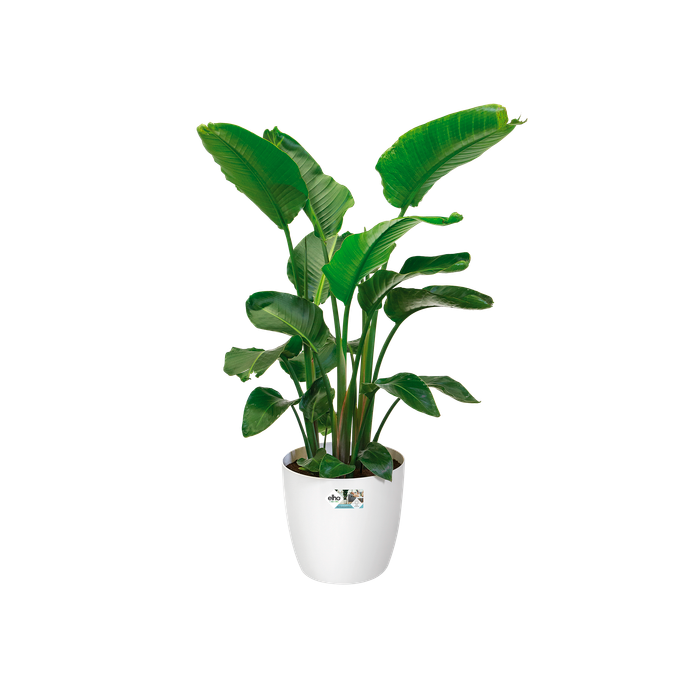 brussels rond wielen 47cm wit